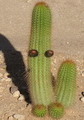 Echinopsis Spachiana